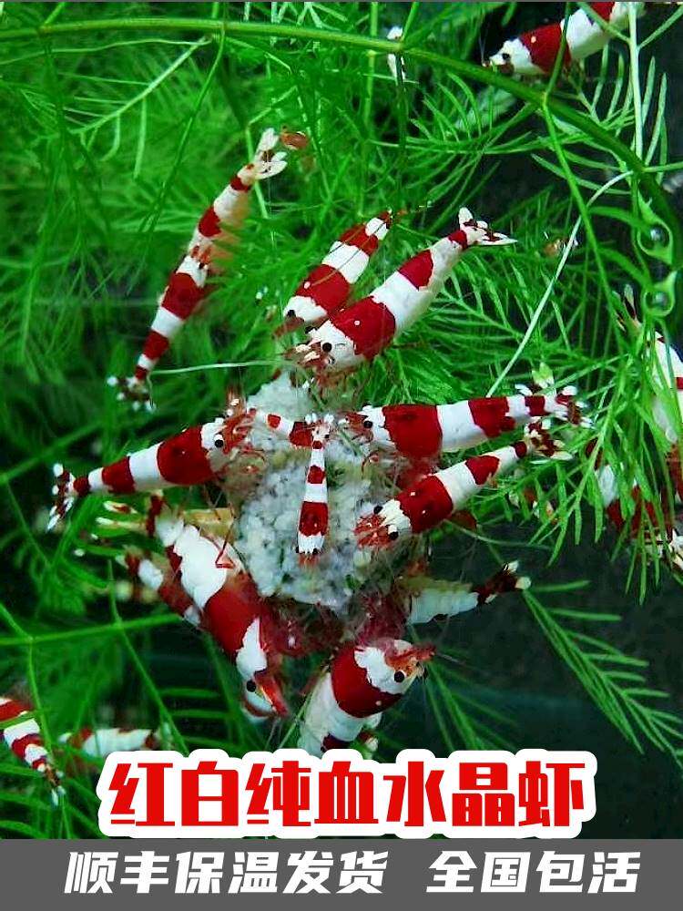 红白纯血水晶虾冷淡水观赏鱼缸工具除藻鲜活体大小繁殖宠物蝦包邮