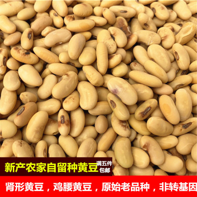 农家自产笨黄豆山西黑豆吕梁肾形黄豆鸡腰黄豆自留种非转基因5斤