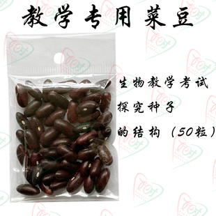 生物教学实验专用探究水稻菜豆玉米蚕豆黄豆豌豆菜籽小麦种子结构