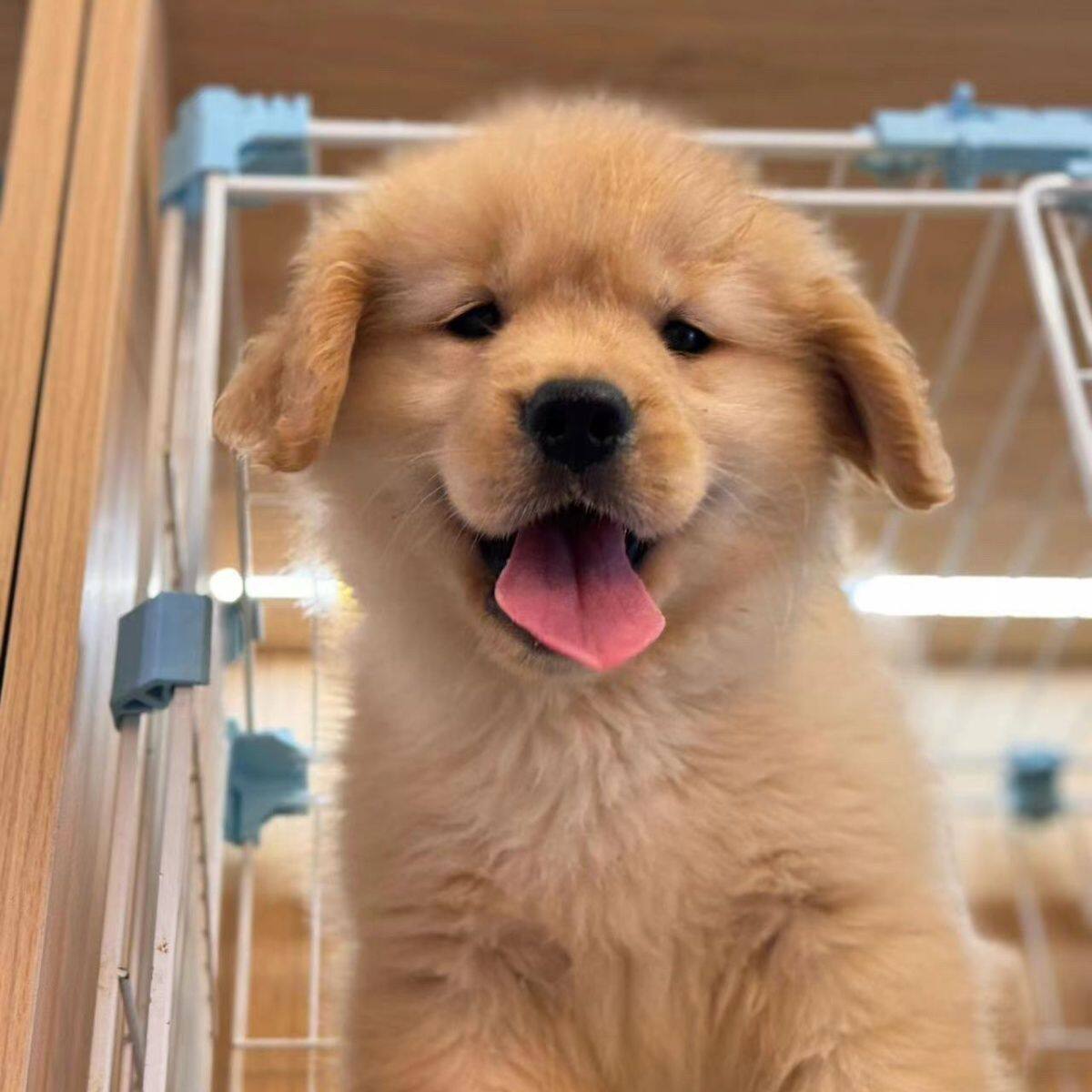 金毛混血高智商导盲犬宠物狗活狗家养温顺真狗可爱犬便宜狗狗便宜