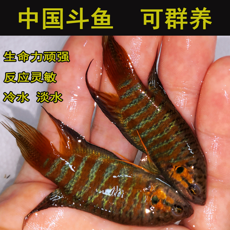 中国斗鱼小型淡水观赏鱼苗普叉好养耐活不用打氧冷水金鱼活鱼活体