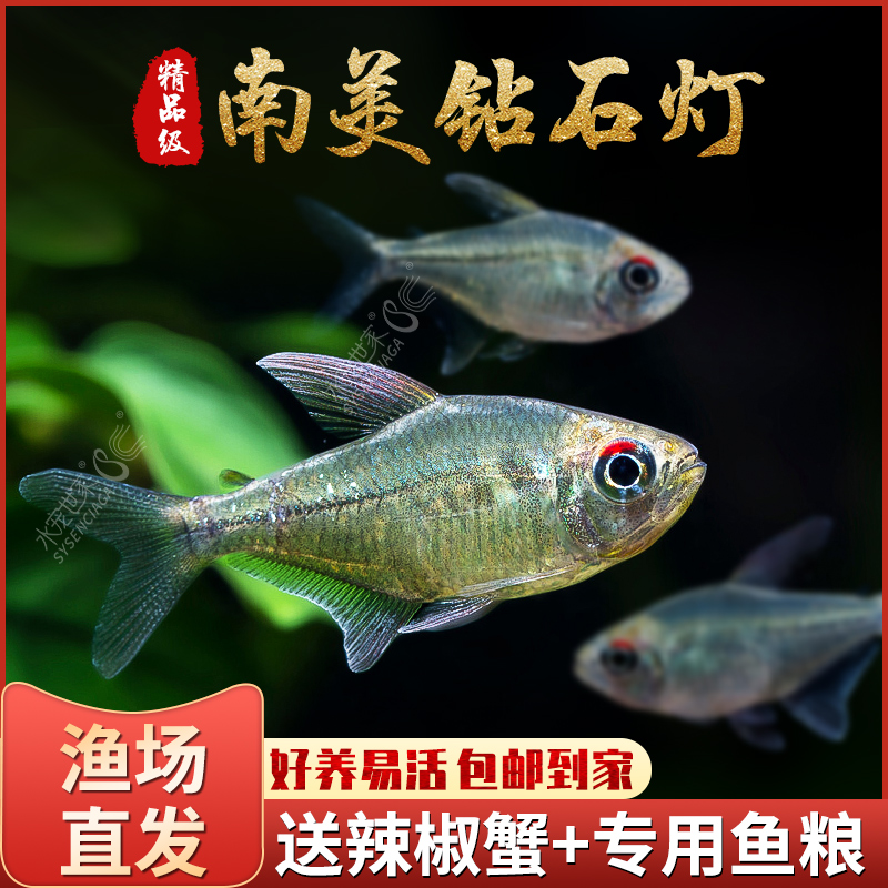 稀有南美野生鱼钻石灯进