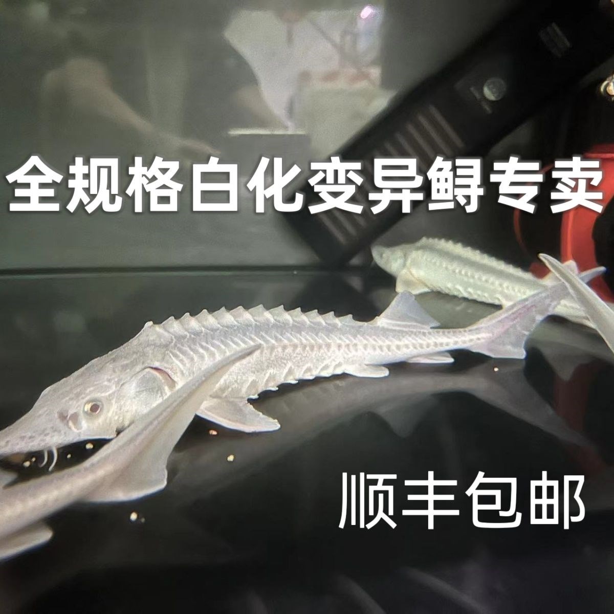 高档鱼鲟龙观赏苗活体白