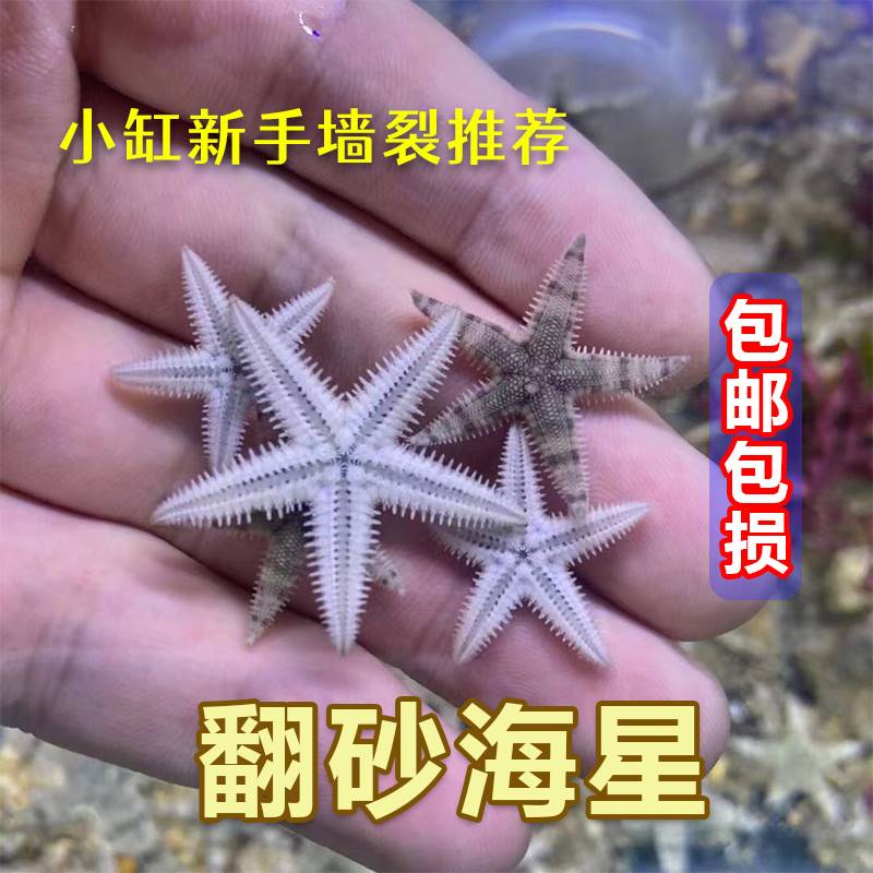 翻砂海星活体灰洋宠物缸