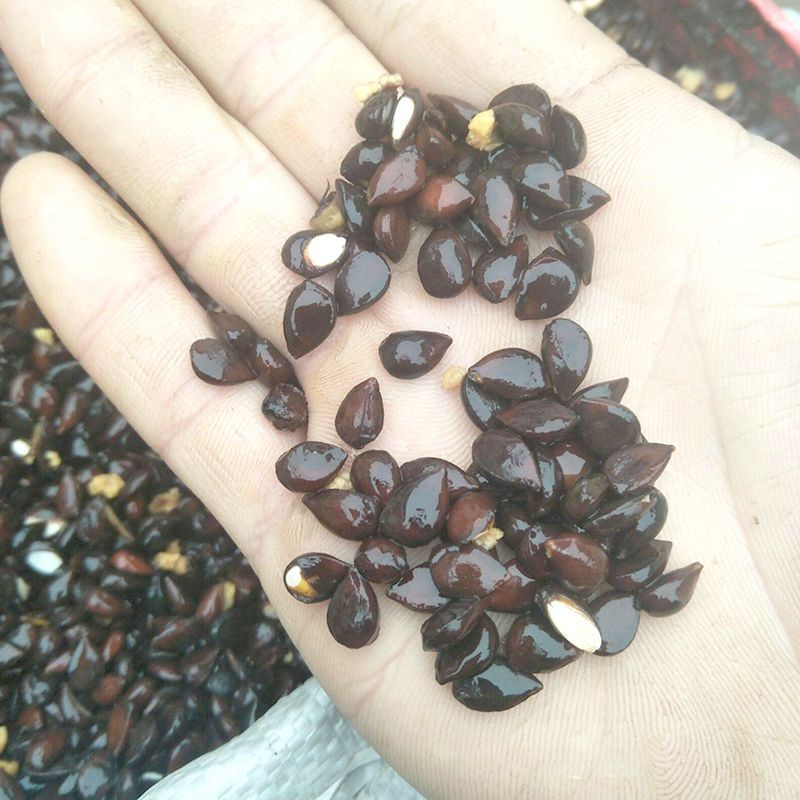 杜梨籽海棠梨种子野生酸