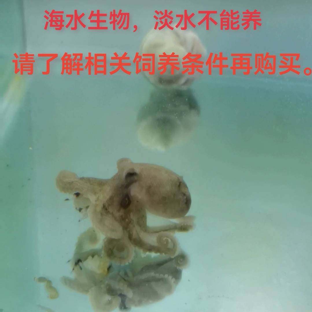八爪鱼 海水活章鱼 短蛸 宠物章鱼海缸萌宠（淡水不能养）