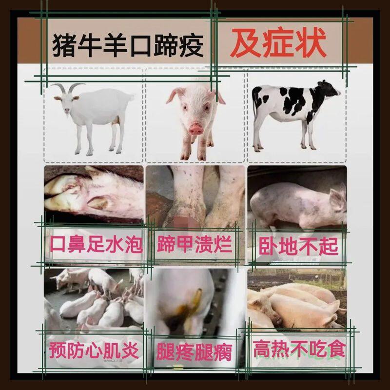 重症腐蹄一针灵猪牛羊腐蹄病口蹄病五号病痘疹水泡蹄甲脱壳烂蹄甲