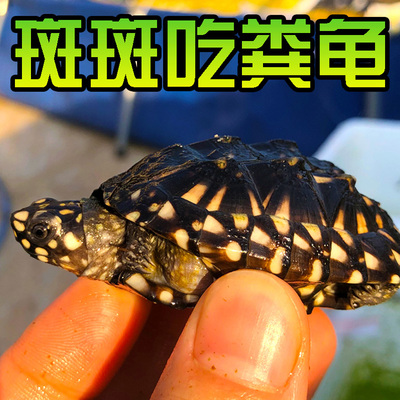 正宗斑点龟满天星龟黑池龟星点龟深水龟吃粪龟招财宠物龟活体包邮