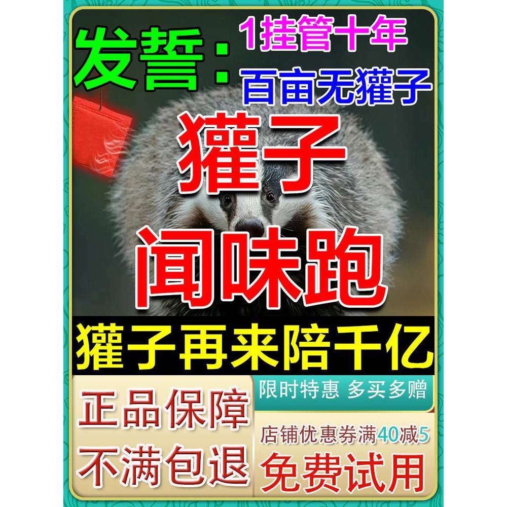 獾子图片捕捉驱赶,獾子图片捕捉(第6页)_大山谷图库