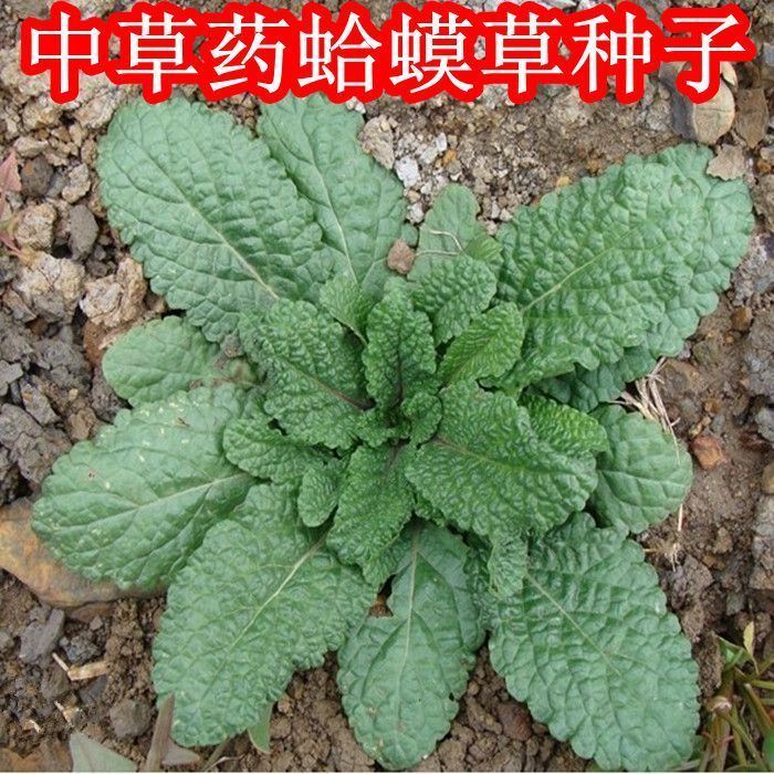 蛤蟆草种子荔枝草雪见草青蛙草车轮菜中药材种子蟾蜍草种子