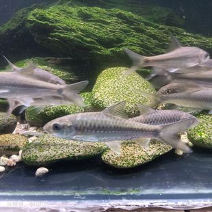 蓝吉罗鱼苗【保本甩卖】新光唇淡水鱼观赏鱼吉祥鱼异口原生罗鱼