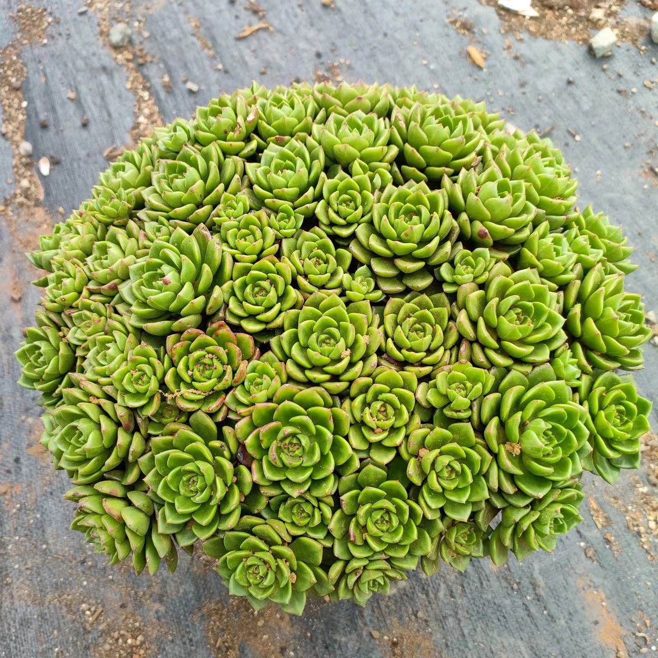 【整装玫瑰蒂亚】  新手必拍 好看好养 多肉植物云南昆明发货
