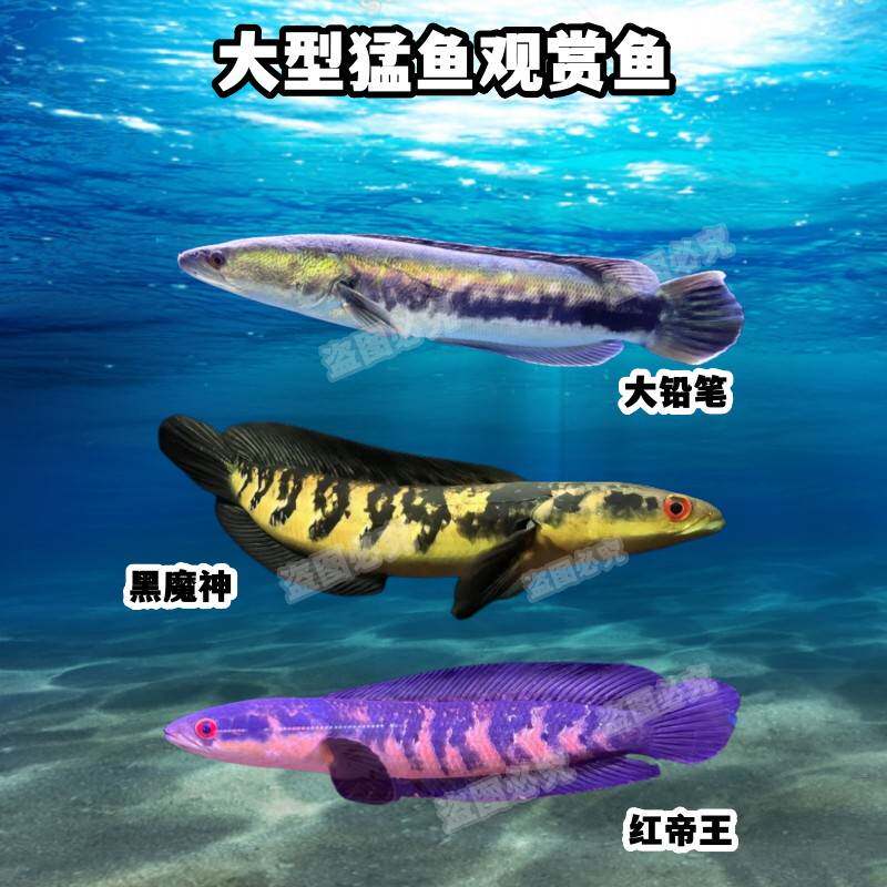 大铅笔多曼鱼黑魔神雷龙鱼活体七彩海象小盾鳢大型猛鱼热带观赏鱼