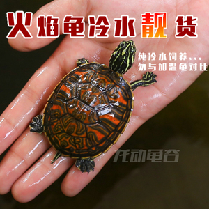 2022年进口红腹火焰龟苗 精品极品宽纹红腹 宠物龟招财龟 包邮