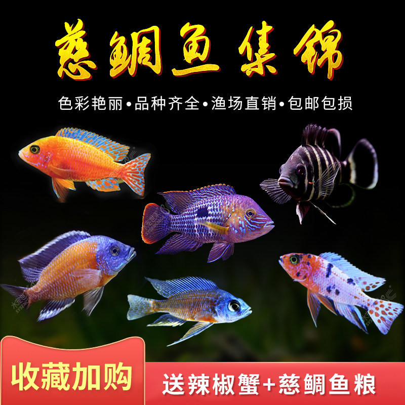 三湖慈鲷非洲王子 四间鱼十间鱼虎皮鱼淡水虎鲨鱼观赏鱼