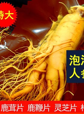 人参泡酒专用鲜人参新鲜长白山单支一斤克特大生人保鲜