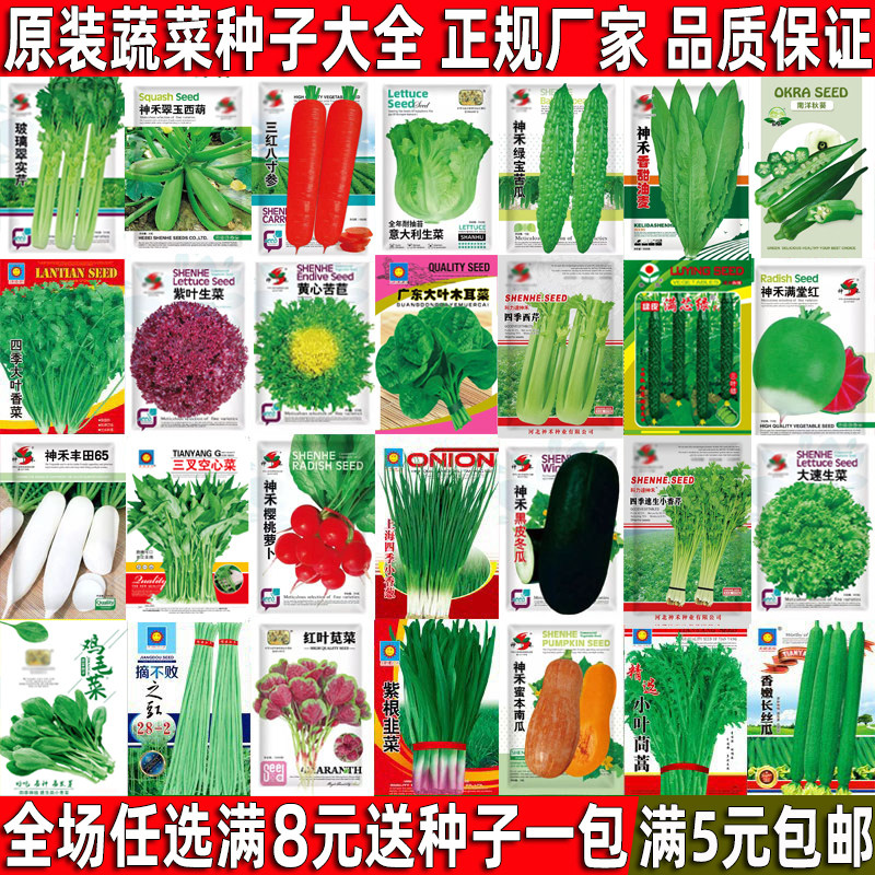 蔬菜种子四季香菜荆芥空