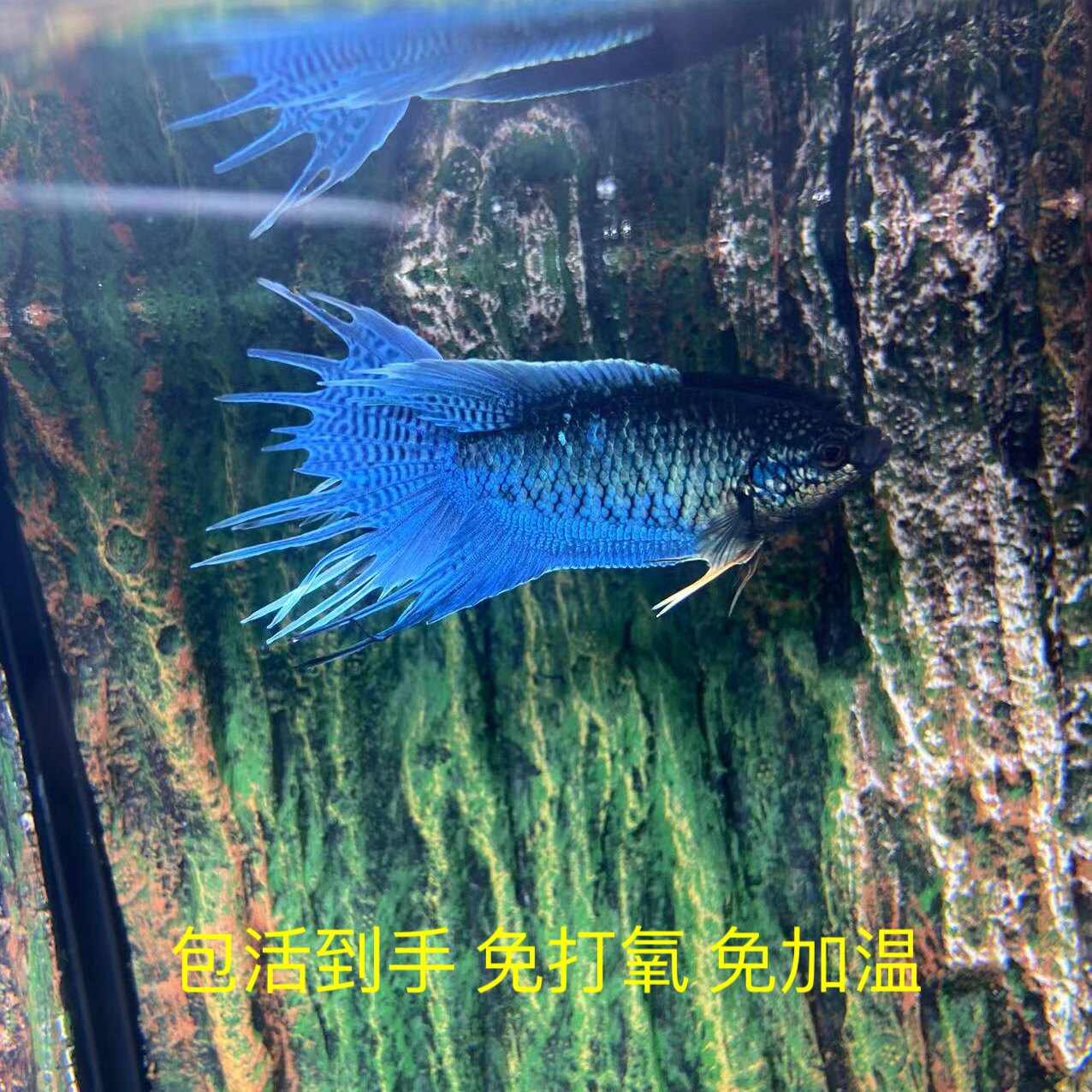 中国斗鱼冰风暴无纹蓝淡水冷水观赏鱼好养耐活免打养免加温懒人鱼