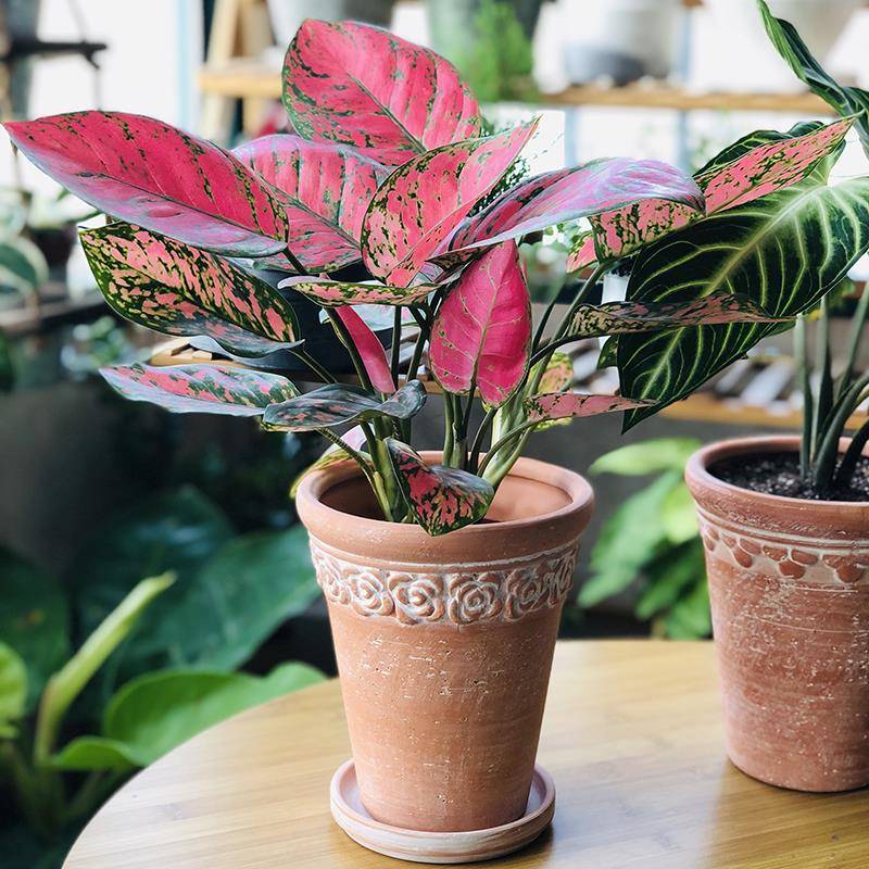 手工复古花盆红陶粗帝罗