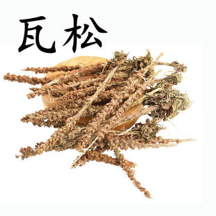 瓦松 本草材 瓦松花 流苏阿松 向天草 酸塔 天王铁 塔草瓦塔 500