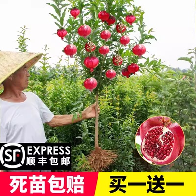石榴树树苗突尼斯软籽盆