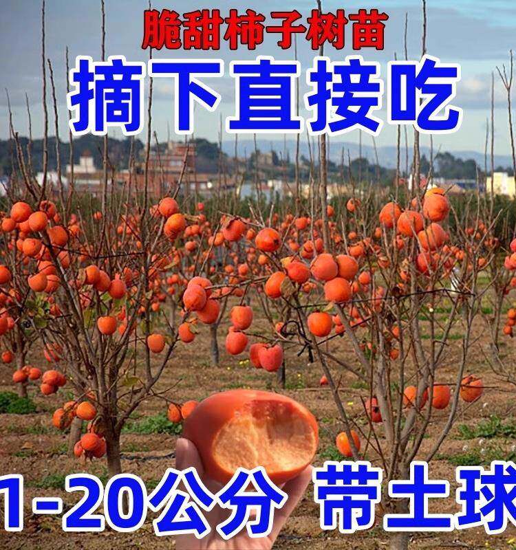 脆甜柿子树苗特大带土南方北方种