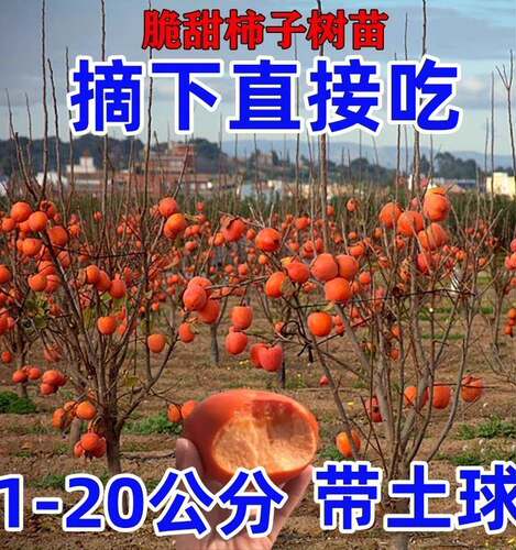 脆甜柿子树苗特大带土南方北方种植无核柿子苗盆栽地栽黑柿树树苗