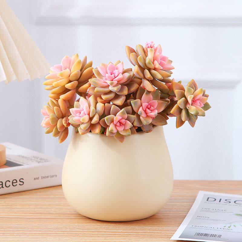 淡雪多肉幽灵公主群生萌肉新手好养活阳台易种植好看多肉淡雪锦