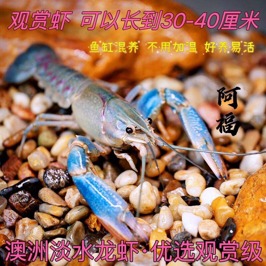 观赏虾澳洲淡水龙虾蓝龙虾好养易活鱼缸养殖可食用可观赏红鳌鳌虾