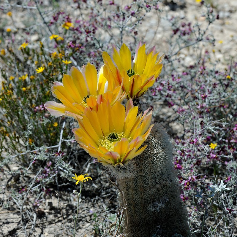 1御旗echinocereus dasyacanthus鹿角柱属虾仙人球实生仙人掌科*