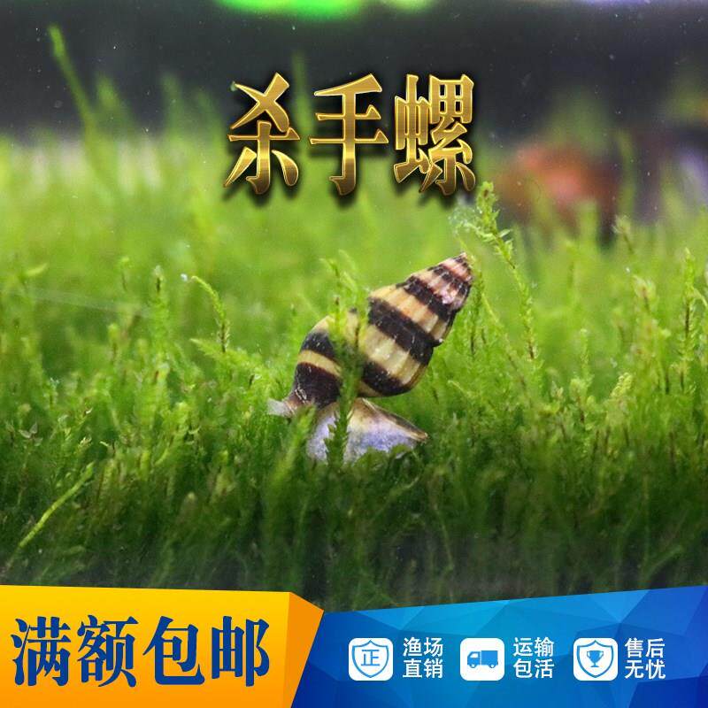 杀手螺观赏螺蜜蜂宝塔螺大黃蜂螺灭涡虫清除蜗牛杂螺吃涡虫