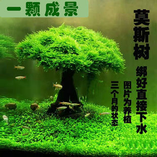 鱼缸造景水草乌龟缸摆件莫斯树活体真水草植物沉木鱼缸懒人新手造