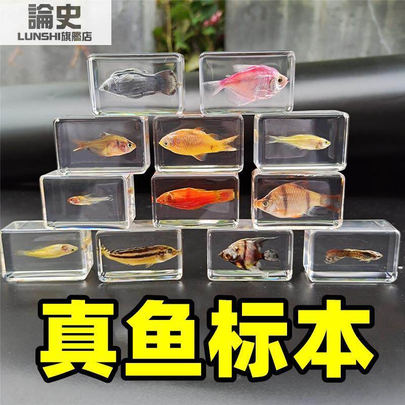 真鱼标本真实海洋动物海洋生物琥珀新款蓝色寄居蟹海星螃蟹乌龟章