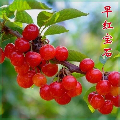 早红宝石樱桃苗南方北方