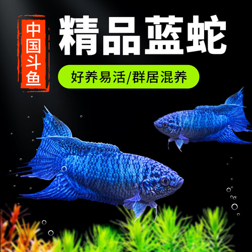 中国斗鱼游龙活体冷水淡