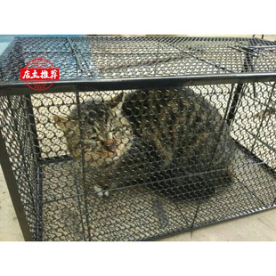 1抓猫神器老鼠夹子大号铁笼子超大抓捕猫工具全自动耗子笼大老鼠