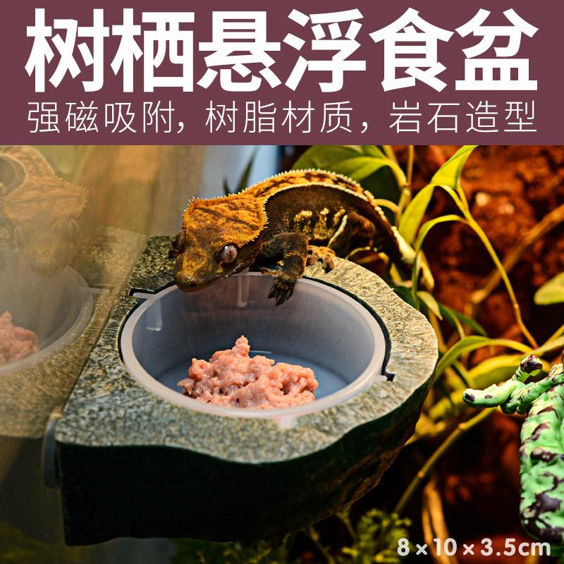 树栖型食盆睫角守宫水磁