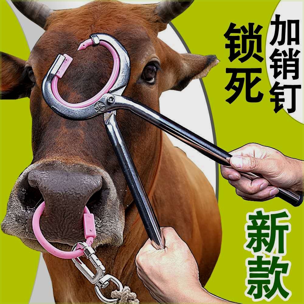 牛鼻环圈子牵引扣用养殖