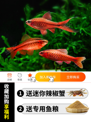热带小型灯科鱼活体樱桃