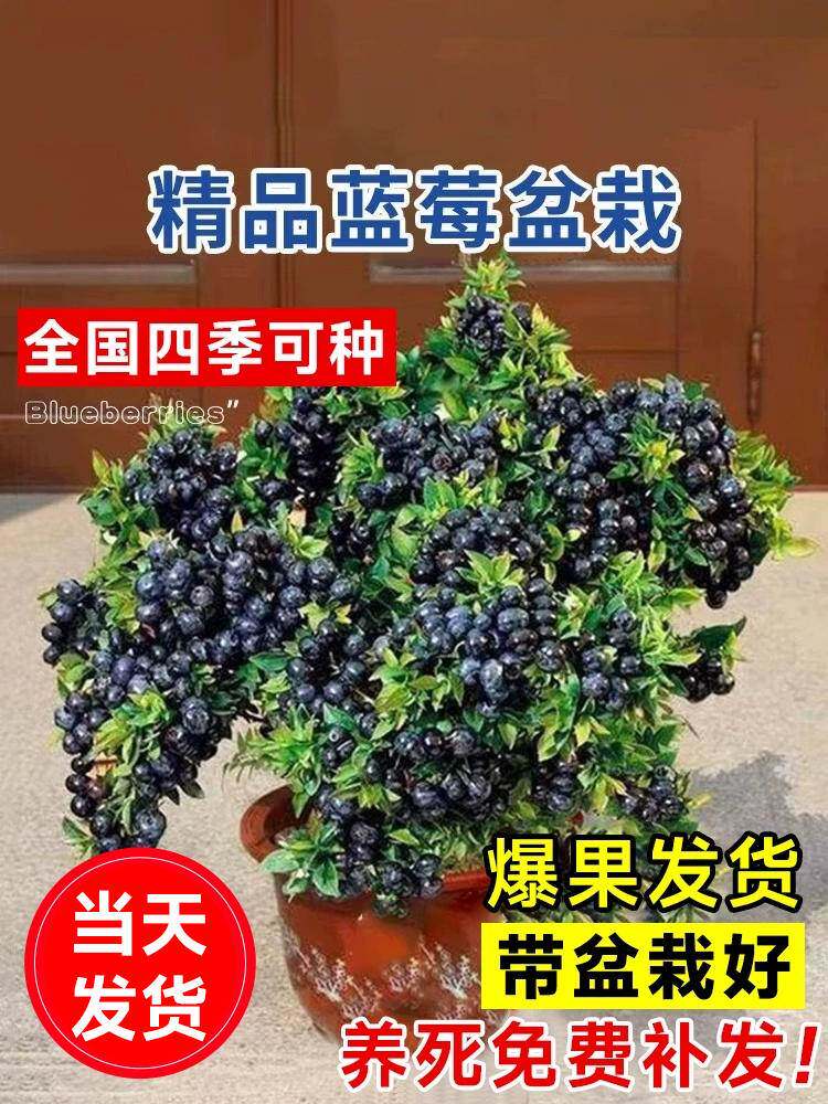 蓝莓树果苗盆栽蓝梅树苗四季结果带大果室内耐寒南北方L25蓝丰苗