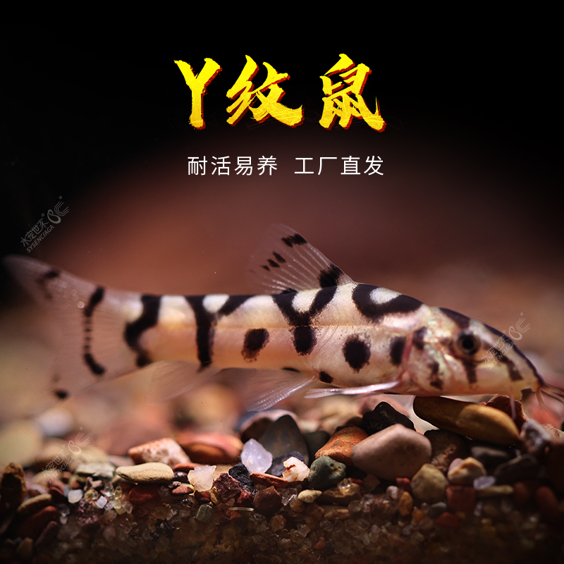 纹鼠活体热带观赏鱼清理
