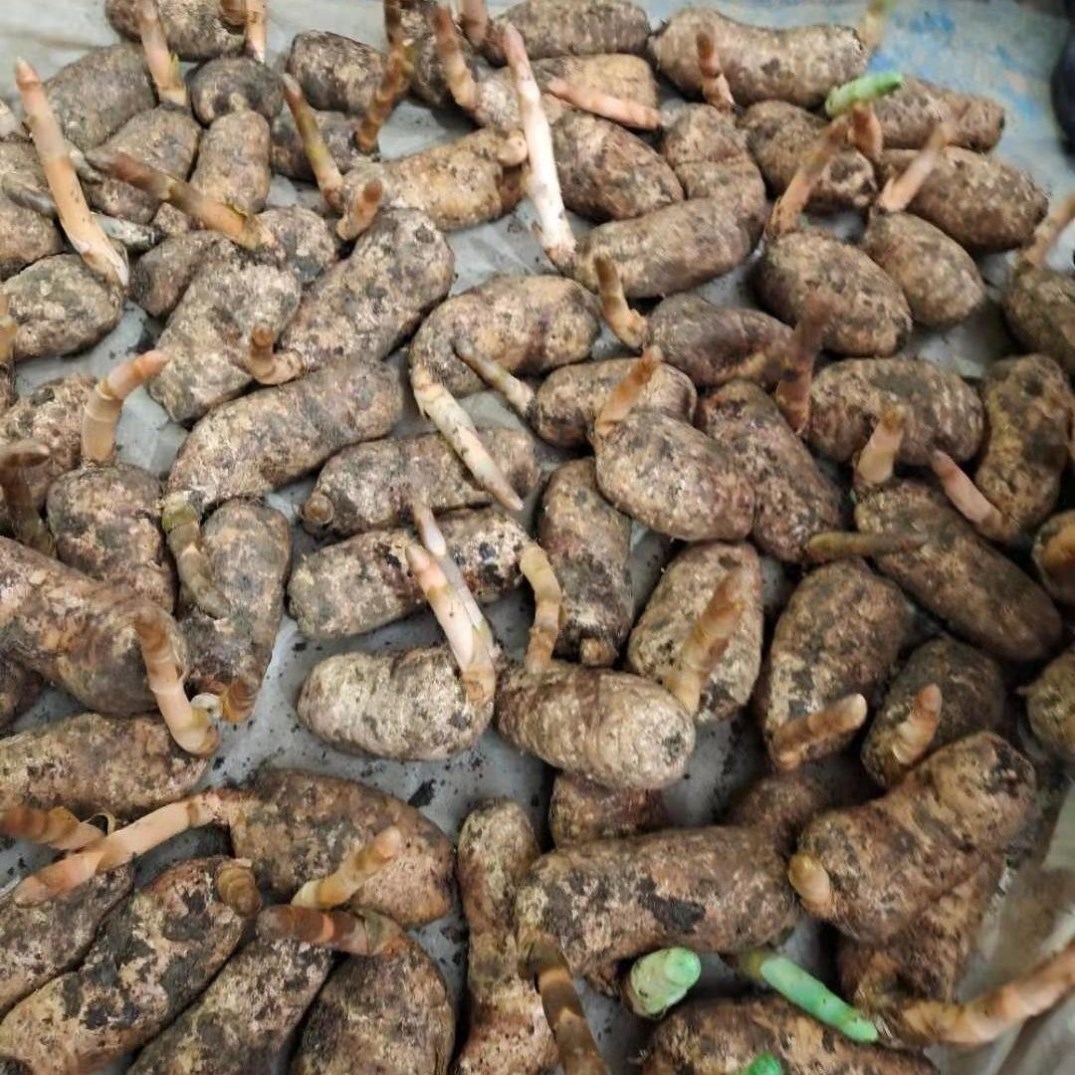 新鲜天麻正宗天麻带土发货野生天麻中草药正宗云南邵通
