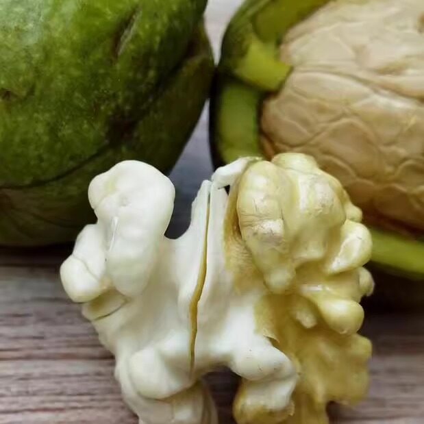 鲜核桃带青皮薄皮鲜核桃纸皮去青皮湿核桃蓟州农家自产鲜香嫩脆甜
