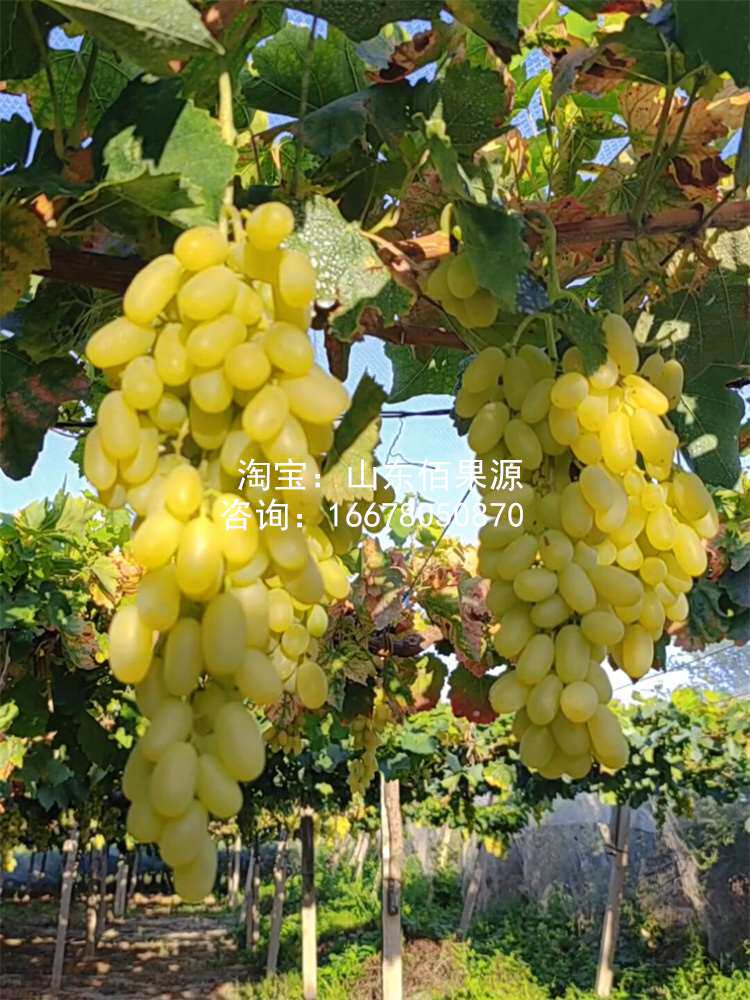 无核马奶提子葡萄苖新疆无籽白牛奶葡萄树苖盆栽爬藤四季种植地栽