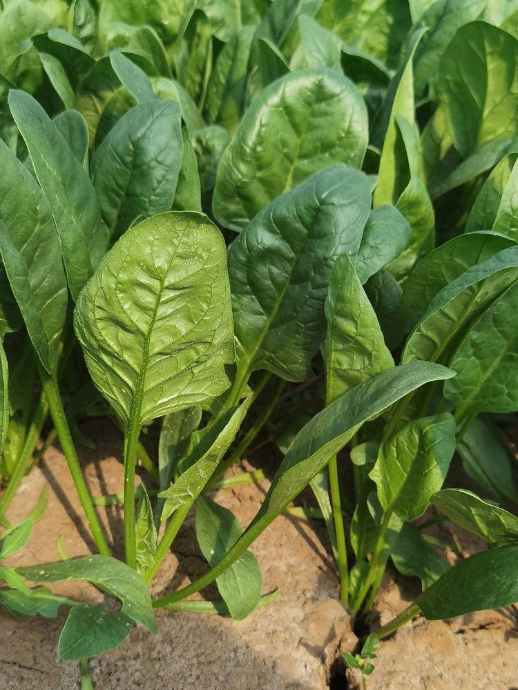 菠菜种子本地籽盆栽红根