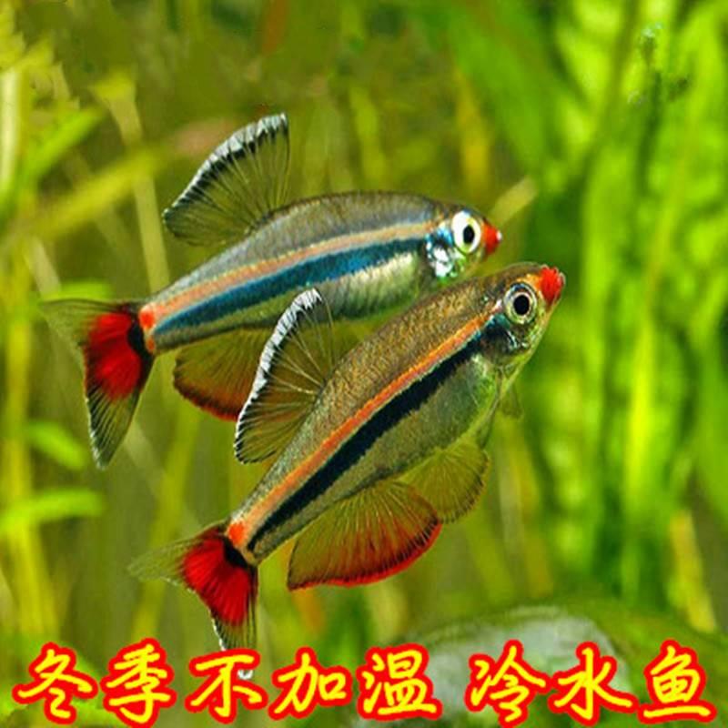 冷水鱼观赏不加温好看淡