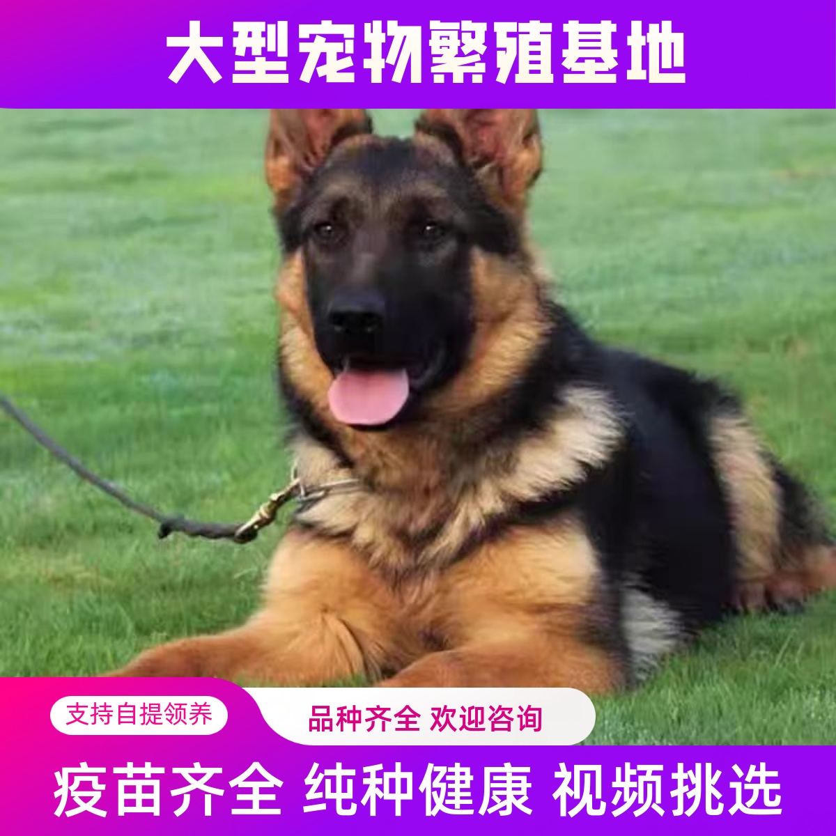 纯种血统德牧幼犬活体国