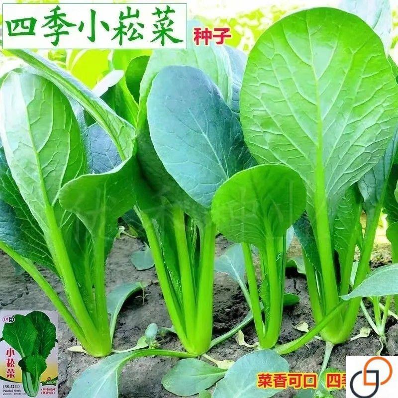 小松菜种子一年四季甜脆图片