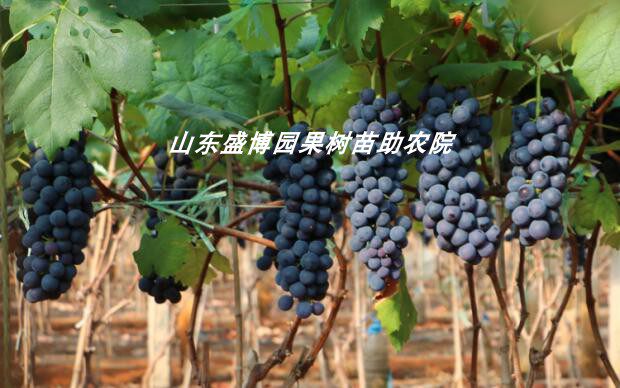 嫁接蓝莓葡萄树苖摩尔摩多无籽葡萄苗盆栽地栽南方北方种植当年结