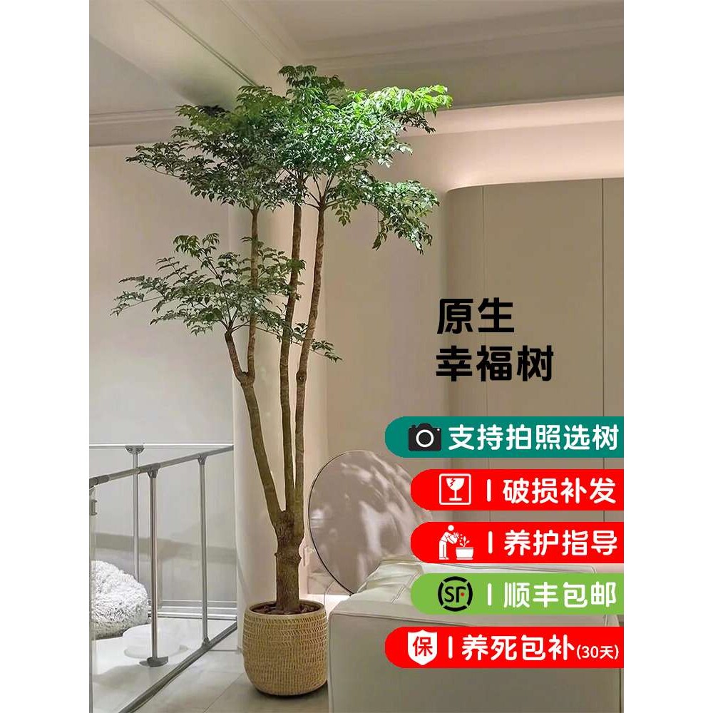幌伞枫原生老桩幸福树大型盆栽新房客厅绿植富贵树办公室阳台盆景